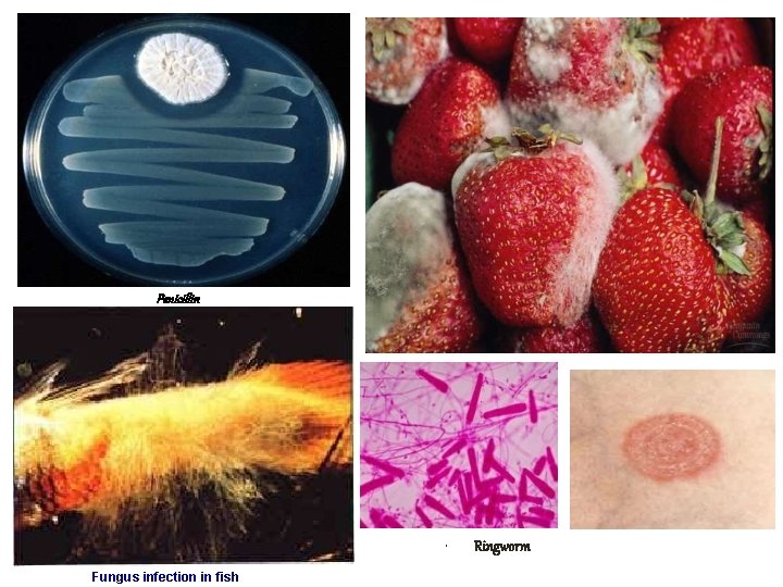 Penicillin • Fungus infection in fish Ringworm 