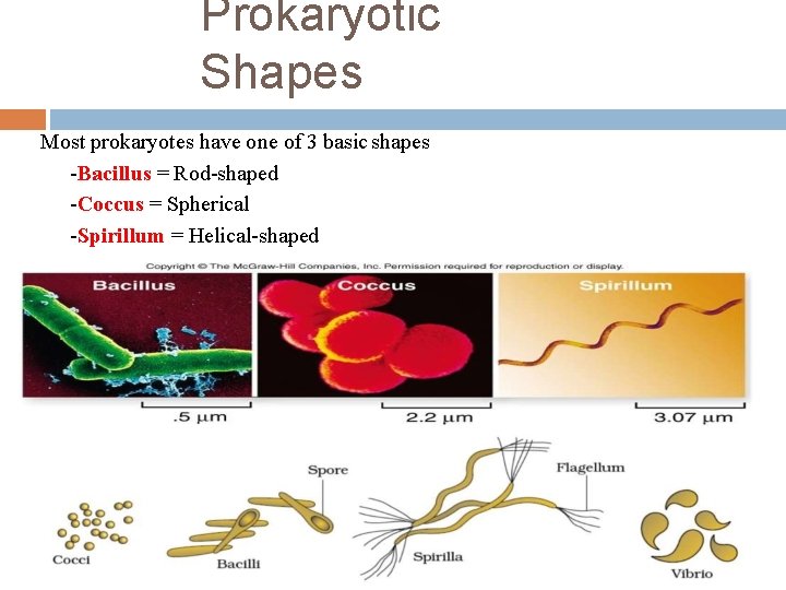 Prokaryotic Shapes Most prokaryotes have one of 3 basic shapes -Bacillus = Rod-shaped -Coccus