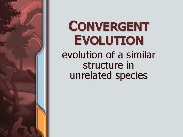 CONVERGENT EVOLUTION evolution of a similar structure in unrelated species 