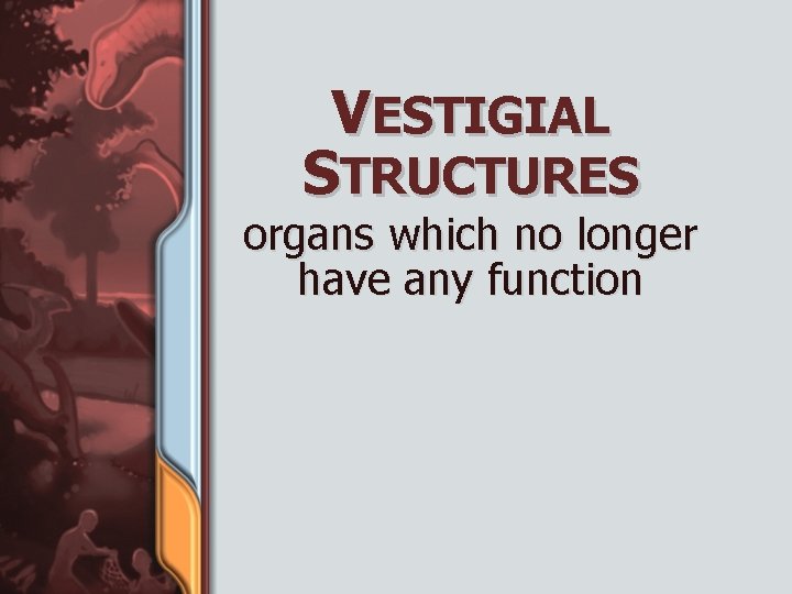 VESTIGIAL STRUCTURES organs which no longer have any function 