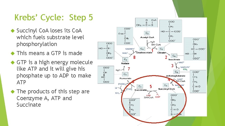 Krebs’ Cycle: Step 5 Succinyl Co. A loses its Co. A which fuels substrate