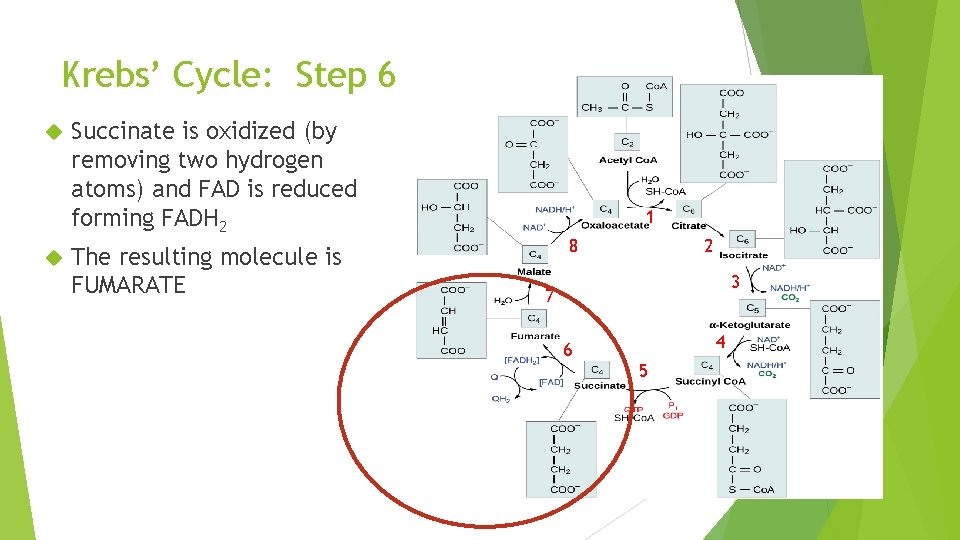 Krebs’ Cycle: Step 6 Succinate is oxidized (by removing two hydrogen atoms) and FAD