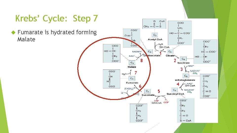 Krebs’ Cycle: Step 7 Fumarate is hydrated forming Malate 1 8 2 3 7