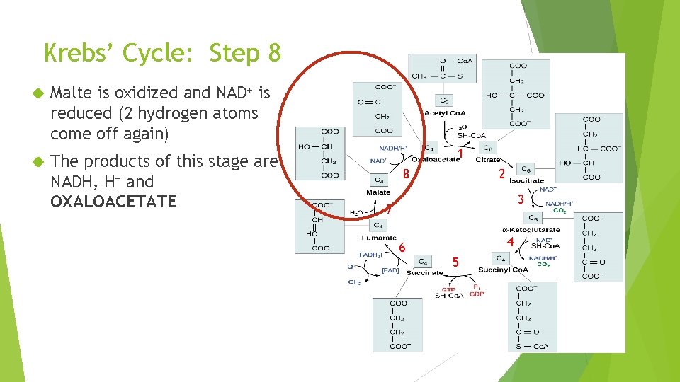 Krebs’ Cycle: Step 8 Malte is oxidized and NAD+ is reduced (2 hydrogen atoms
