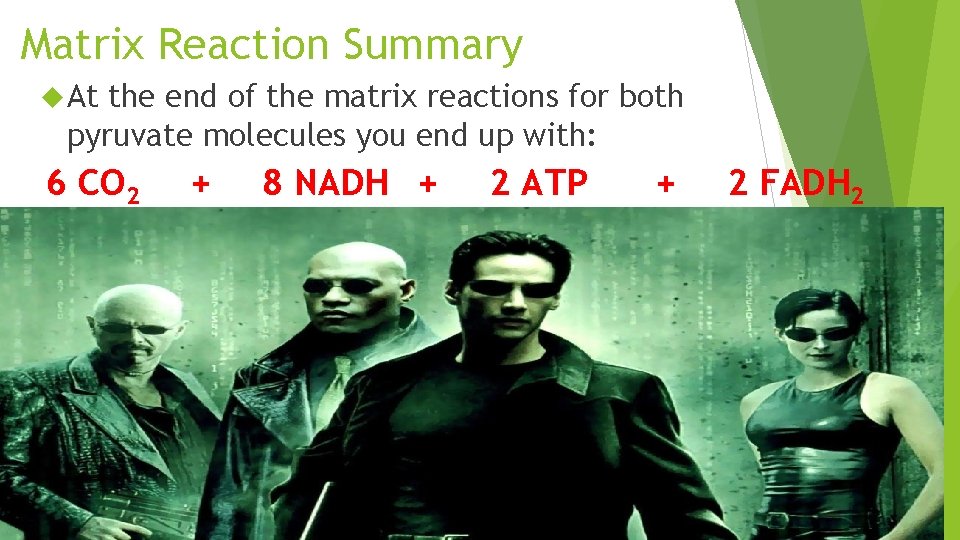Matrix Reaction Summary At the end of the matrix reactions for both pyruvate molecules