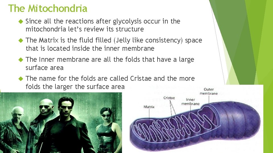 The Mitochondria Since all the reactions after glycolysis occur in the mitochondria let’s review