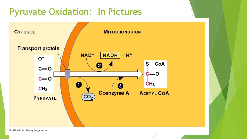 Pyruvate Oxidation: In Pictures 