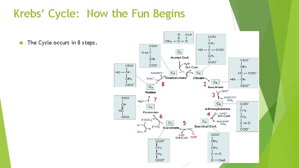 Krebs’ Cycle: Now the Fun Begins The Cycle occurs in 8 steps. 1 8