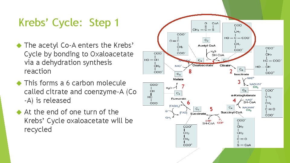 Krebs’ Cycle: Step 1 The acetyl Co-A enters the Krebs’ Cycle by bonding to