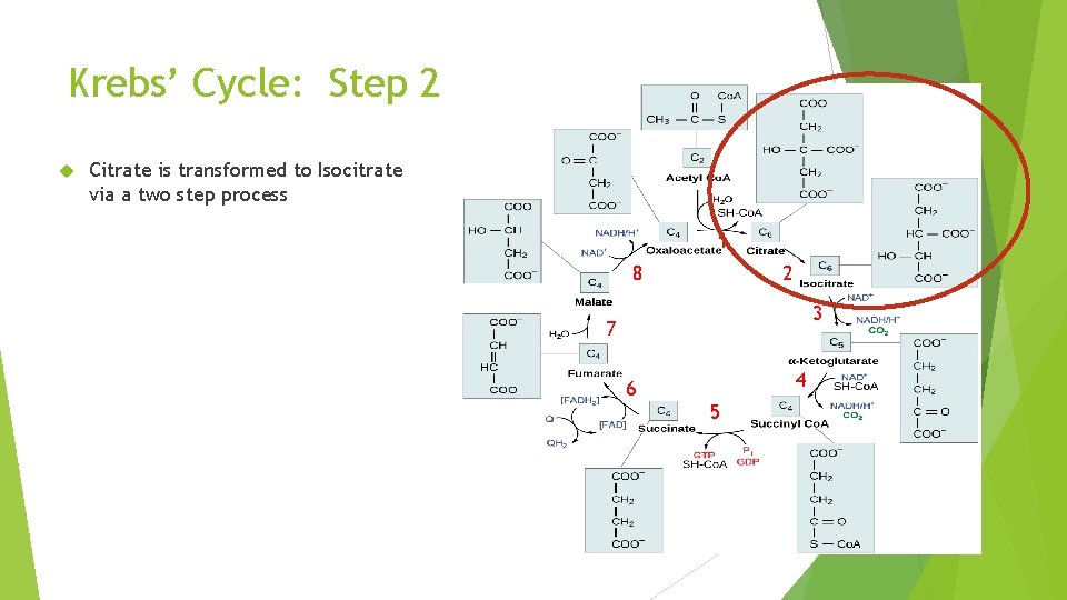 Krebs’ Cycle: Step 2 Citrate is transformed to Isocitrate via a two step process