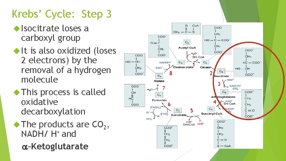 Krebs’ Cycle: Step 3 Isocitrate loses a carboxyl group It is also oxidized (loses