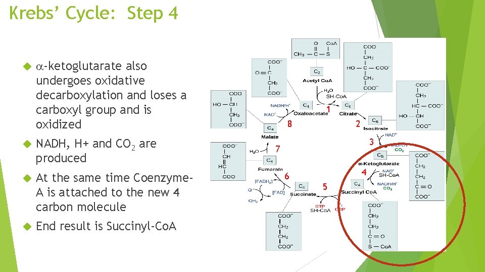 Krebs’ Cycle: Step 4 a-ketoglutarate also undergoes oxidative decarboxylation and loses a carboxyl group