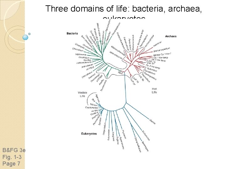 Three domains of life: bacteria, archaea, eukaryotes B&FG 3 e Fig. 1 -3 Page Three domains of life: bacteria, archaea, eukaryotes B&FG 3 e Fig. 1 -3 Page