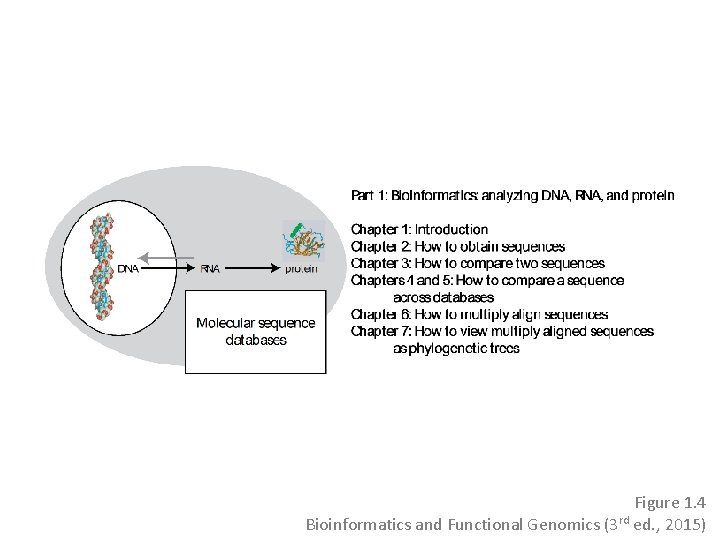 Figure 1. 4 Bioinformatics and Functional Genomics (3 rd ed. , 2015) Figure 1. 4 Bioinformatics and Functional Genomics (3 rd ed. , 2015)