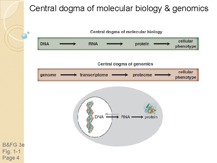 Central dogma of molecular biology & genomics B&FG 3 e Fig. 1 -1 Page Central dogma of molecular biology & genomics B&FG 3 e Fig. 1 -1 Page