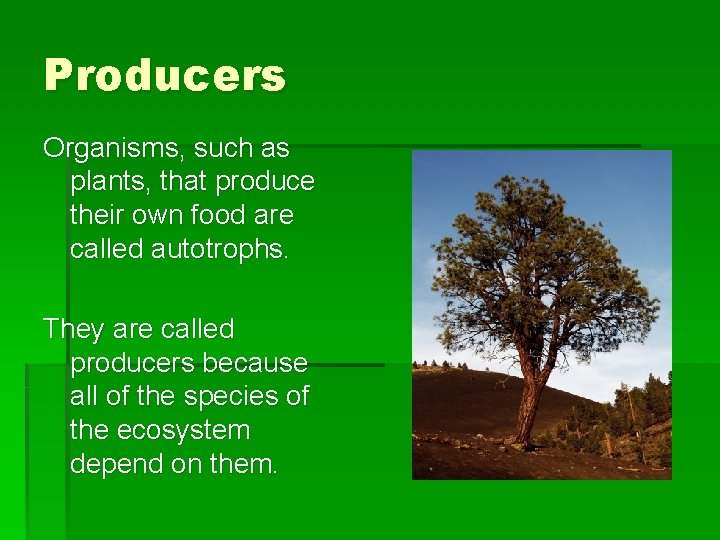 Producers Organisms, such as plants, that produce their own food are called autotrophs. They