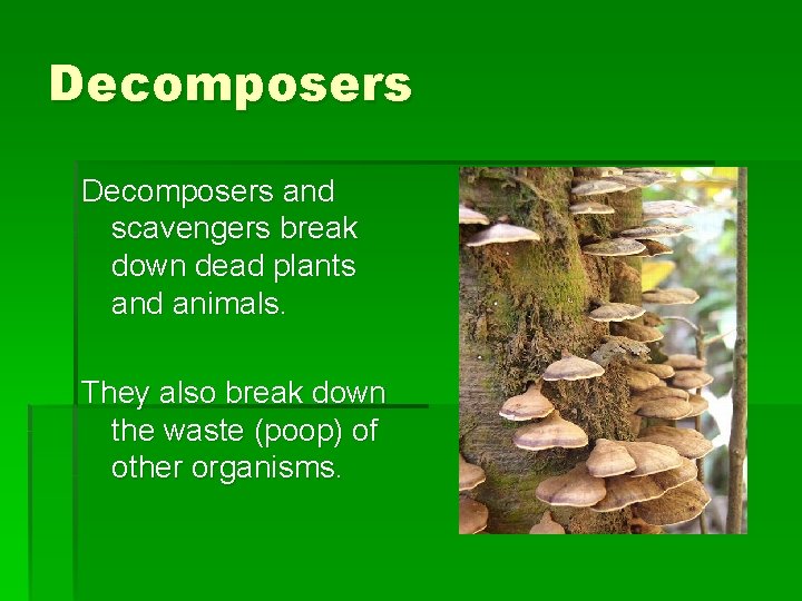 Decomposers and scavengers break down dead plants and animals. They also break down the