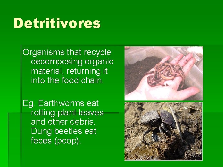 Detritivores Organisms that recycle decomposing organic material, returning it into the food chain. Eg.