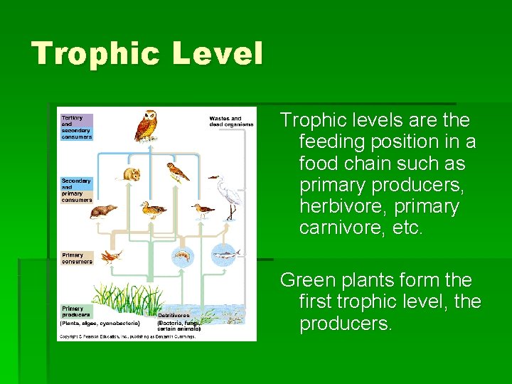 Trophic Level Trophic levels are the feeding position in a food chain such as