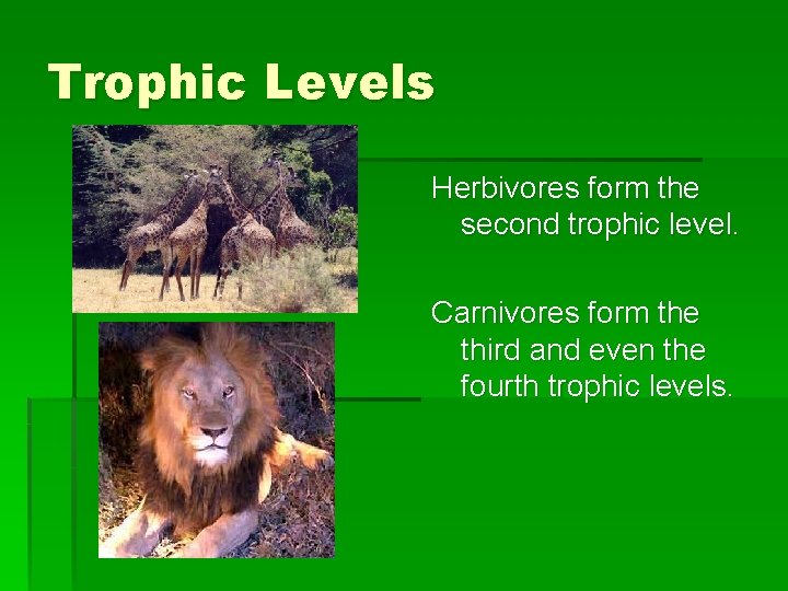 Trophic Levels Herbivores form the second trophic level. Carnivores form the third and even