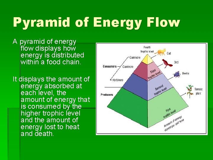 Pyramid of Energy Flow A pyramid of energy flow displays how energy is distributed