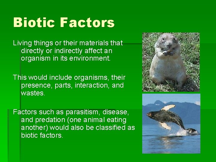 Biotic Factors Living things or their materials that directly or indirectly affect an organism
