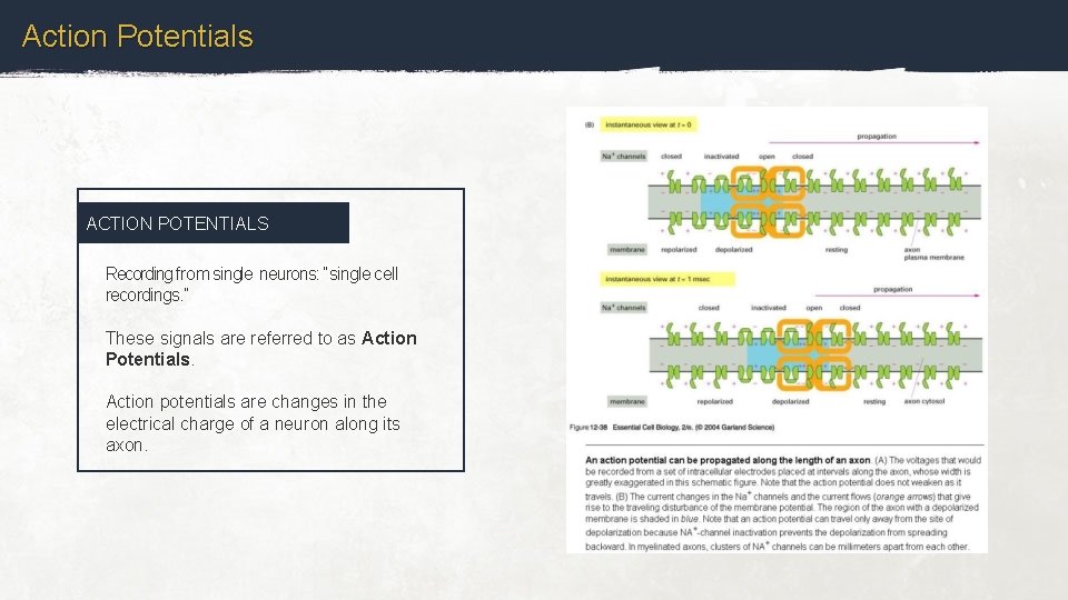 Action Potentials ACTION POTENTIALS Recording from single neurons: “single cell recordings. ” These signals