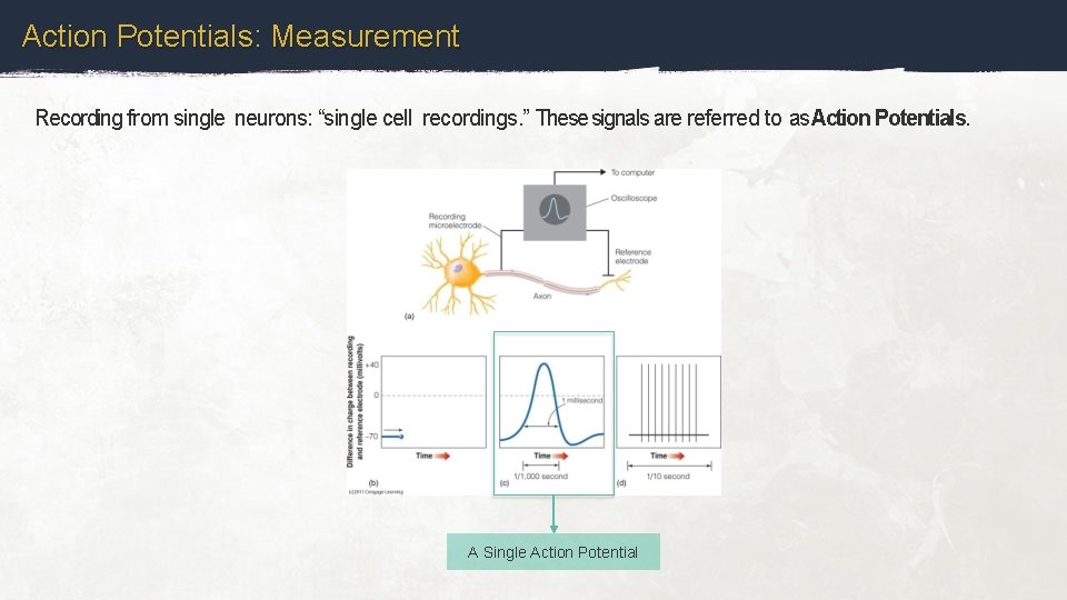 Action Potentials: Measurement Recording from single neurons: “single cell recordings. ” These signals are