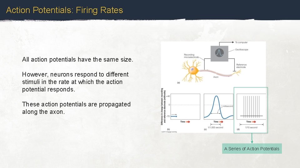 Action Potentials: Firing Rates All action potentials have the same size. However, neurons respond