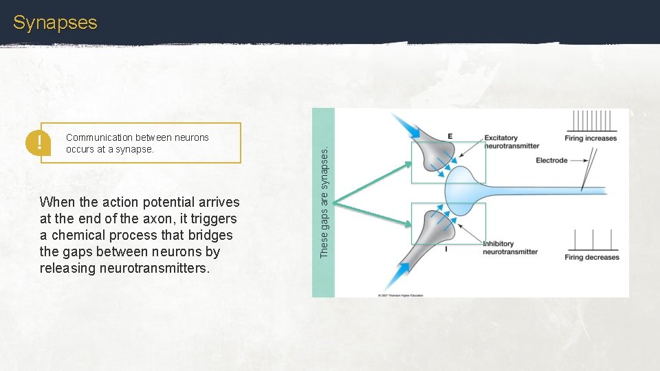 ! Communication between neurons occurs at a synapse. When the action potential arrives at