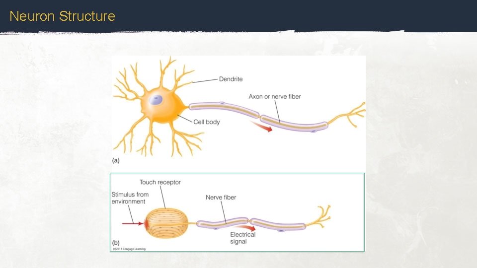 Neuron Structure 