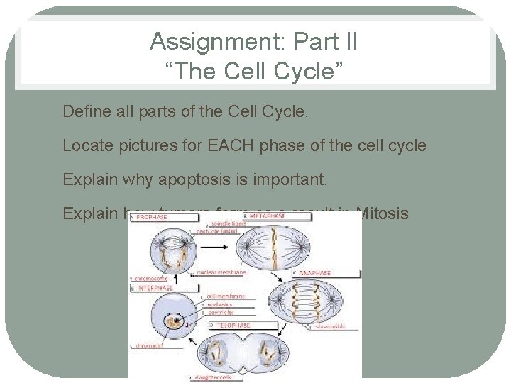 Assignment: Part II “The Cell Cycle” 1. Define all parts of the Cell Cycle.
