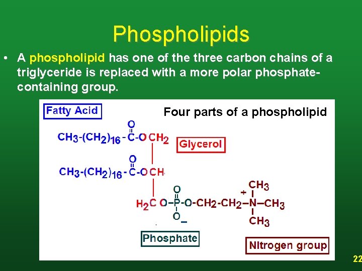 Phospholipids • A phospholipid has one of the three carbon chains of a triglyceride