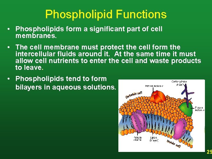 Phospholipid Functions • Phospholipids form a significant part of cell membranes. • The cell