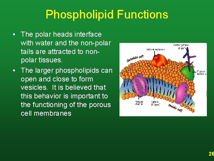 Phospholipid Functions • The polar heads interface with water and the non-polar tails are