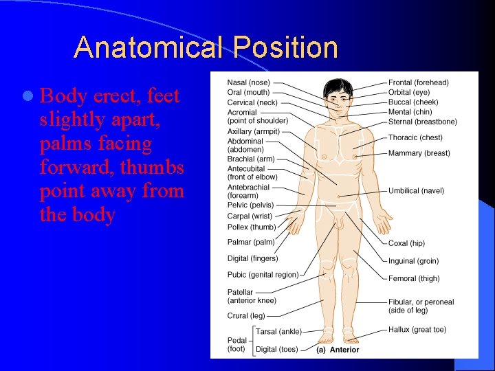 Anatomical Position l Body erect, feet slightly apart, palms facing forward, thumbs point away