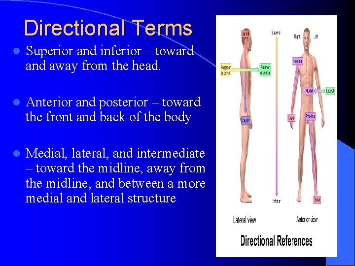 Directional Terms l Superior and inferior – toward and away from the head. l