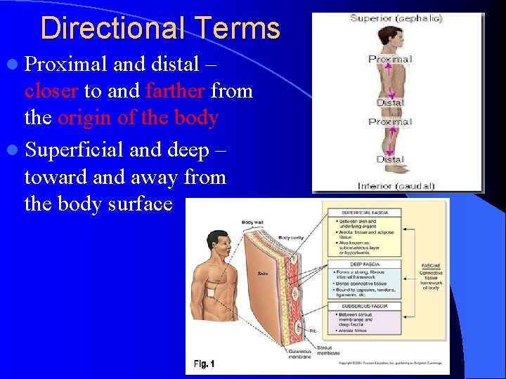 Directional Terms l Proximal and distal – closer to and farther from the origin