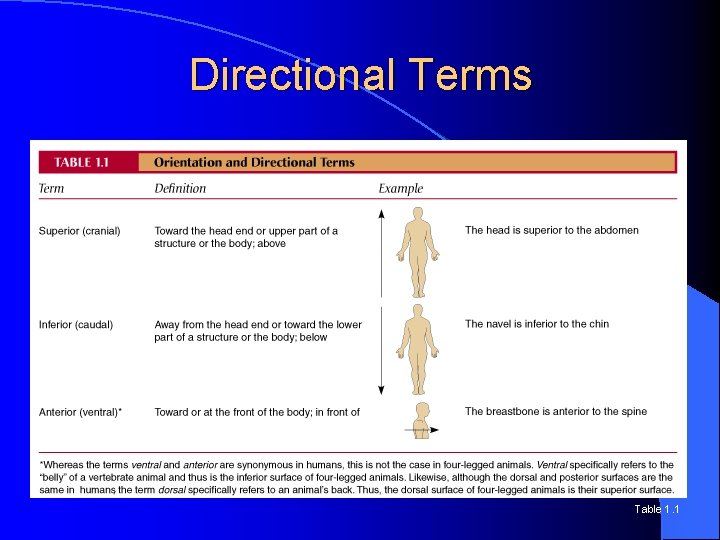 Directional Terms Table 1. 1 