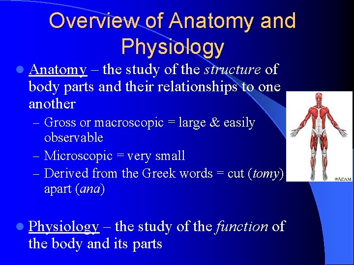Overview of Anatomy and Physiology l Anatomy – the study of the structure of
