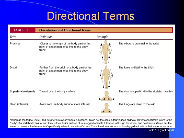 Directional Terms Table 1. 1 (continued) 