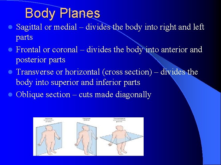 Body Planes Sagittal or medial – divides the body into right and left parts
