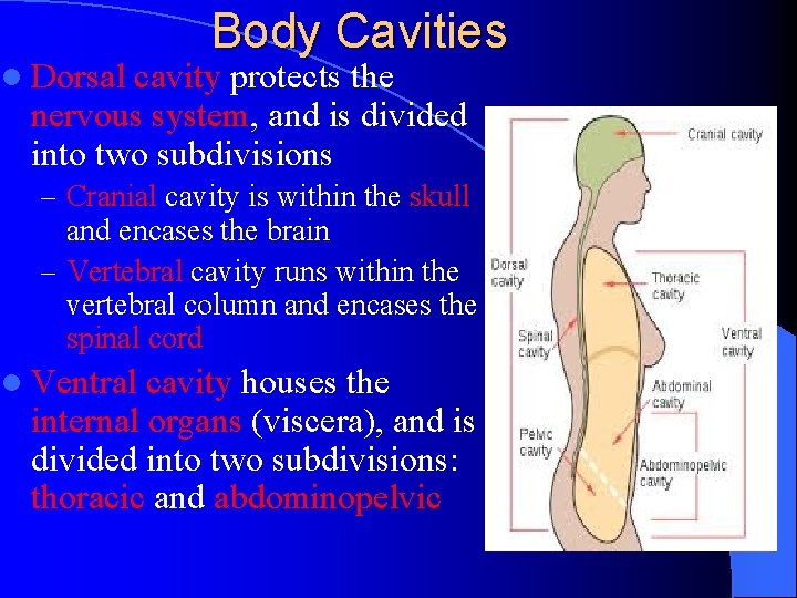l Dorsal Body Cavities cavity protects the nervous system, and is divided into two
