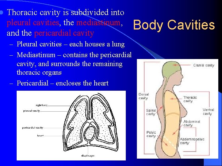 l Thoracic cavity is subdivided into pleural cavities, the mediastinum, and the pericardial cavity