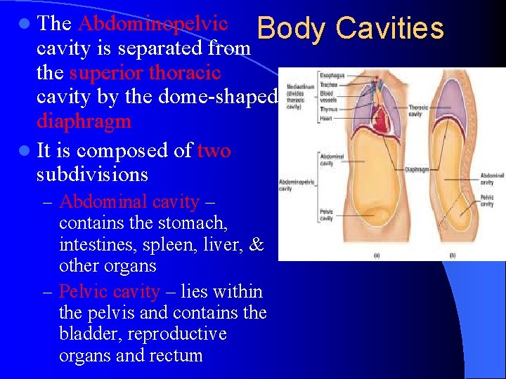 l The Abdominopelvic Body cavity is separated from the superior thoracic cavity by the