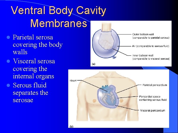 Ventral Body Cavity Membranes Parietal serosa covering the body walls l Visceral serosa covering