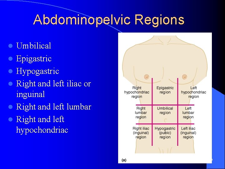 Abdominopelvic Regions l l l Umbilical Epigastric Hypogastric Right and left iliac or inguinal