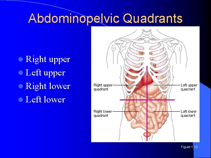 Abdominopelvic Quadrants l Right upper l Left upper l Right lower l Left lower