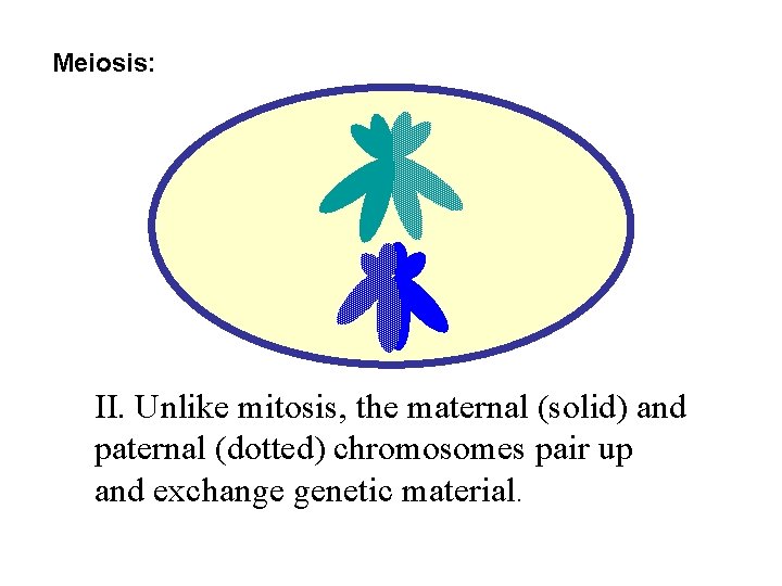 Meiosis: II. Unlike mitosis, the maternal (solid) and paternal (dotted) chromosomes pair up and