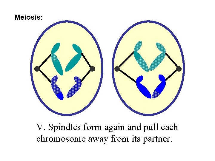 Meiosis: V. Spindles form again and pull each chromosome away from its partner. 